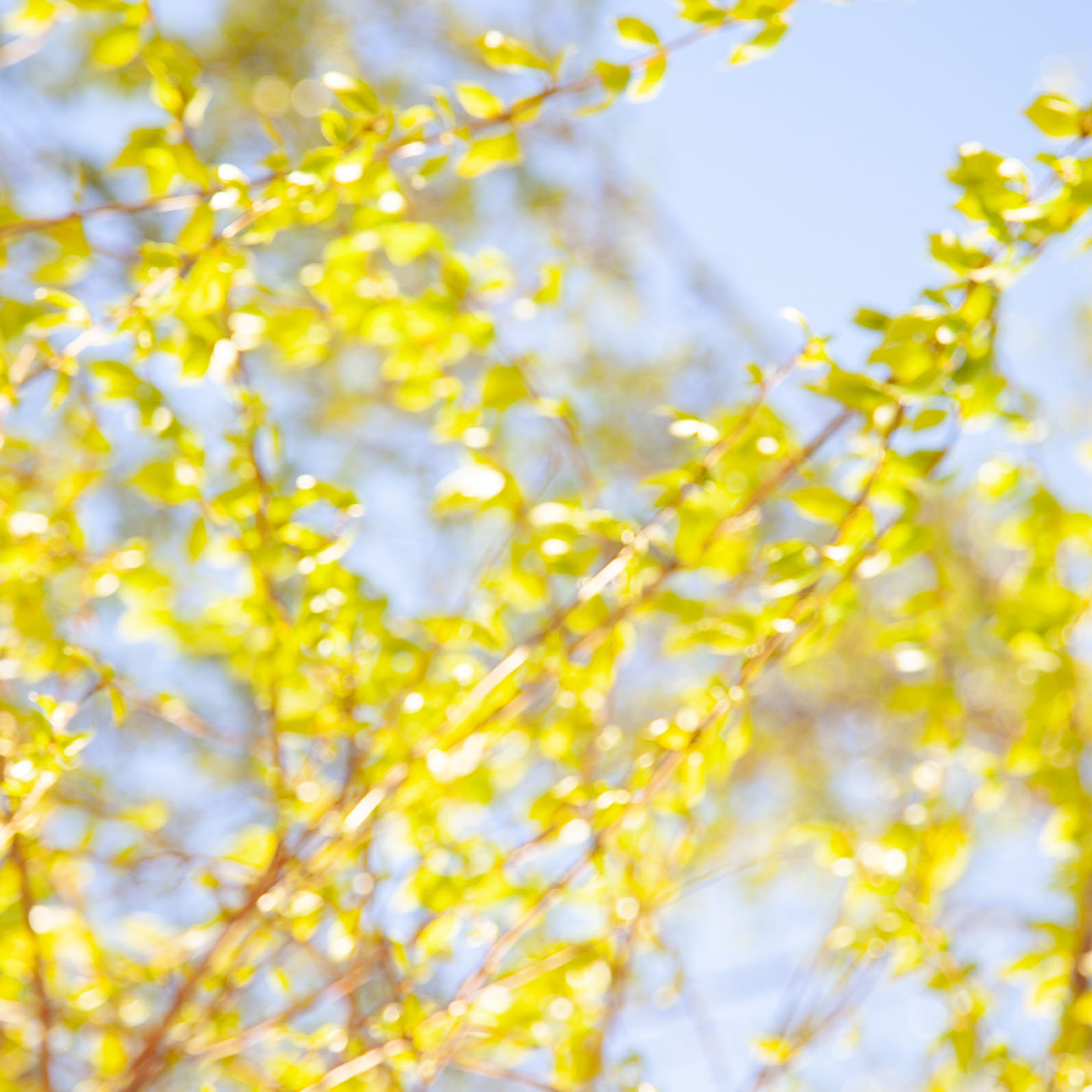 Hello Spring Brunch 你好,春天早午餐 - Cafe Zarah